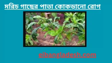 মরিচ গাছের পাতা কোকড়ানো রোগ