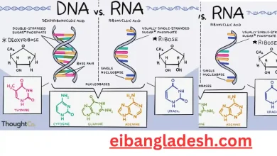 DNA ও RNA এর মধ্যে পার্থক্য