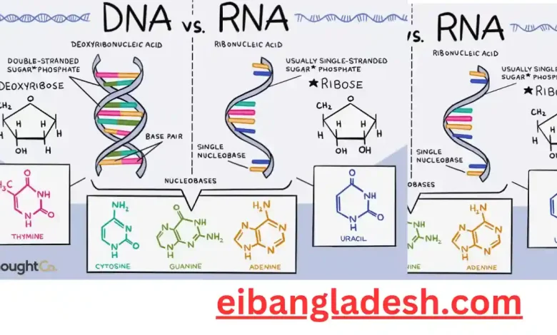 DNA ও RNA এর মধ্যে পার্থক্য