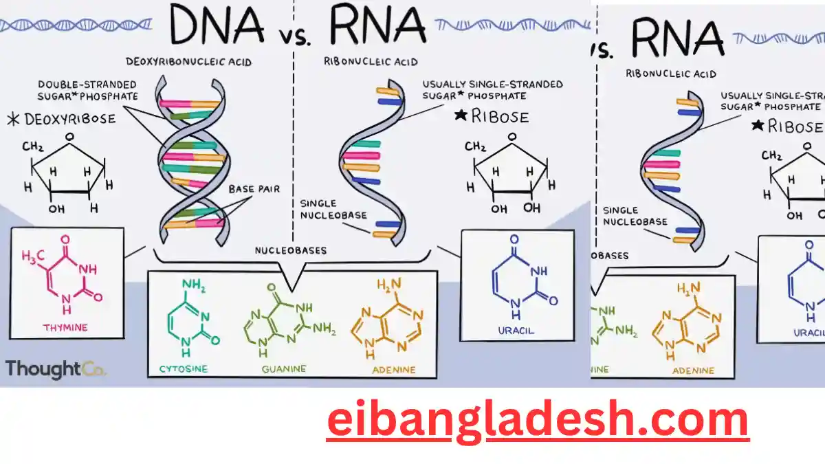 DNA ও RNA এর মধ্যে পার্থক্য