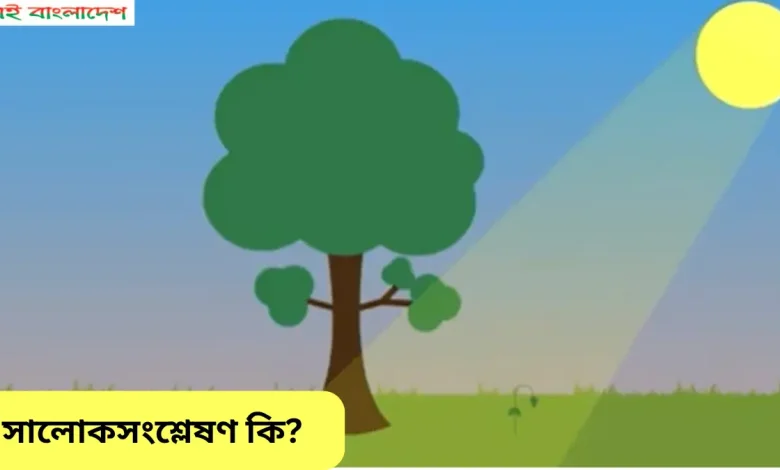 সালোকসংশ্লেষণ কি