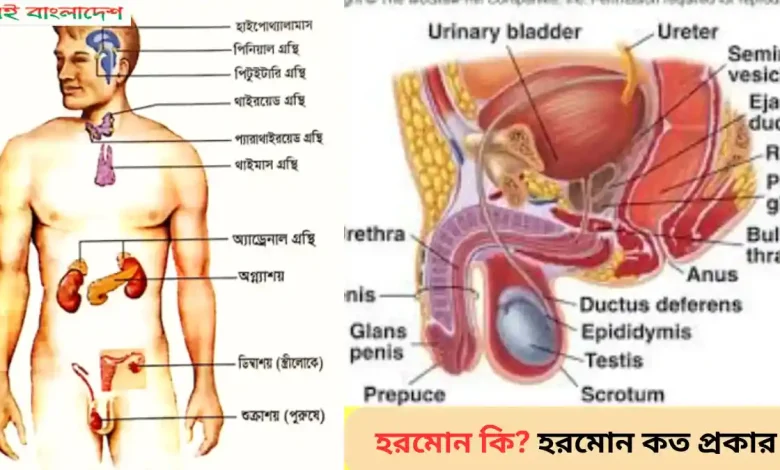 হরমোন কি হরমোন কত প্রকার