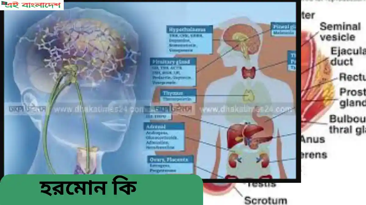 হরমোন কি