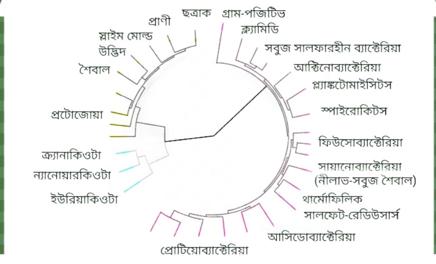 উভচর প্রাণী