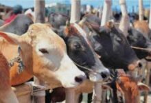 কতটুকু সম্পদ থাকলে কো’রবানি দিতে হয় জেনে নিন