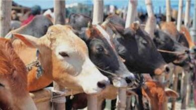 কতটুকু সম্পদ থাকলে কো’রবানি দিতে হয় জেনে নিন