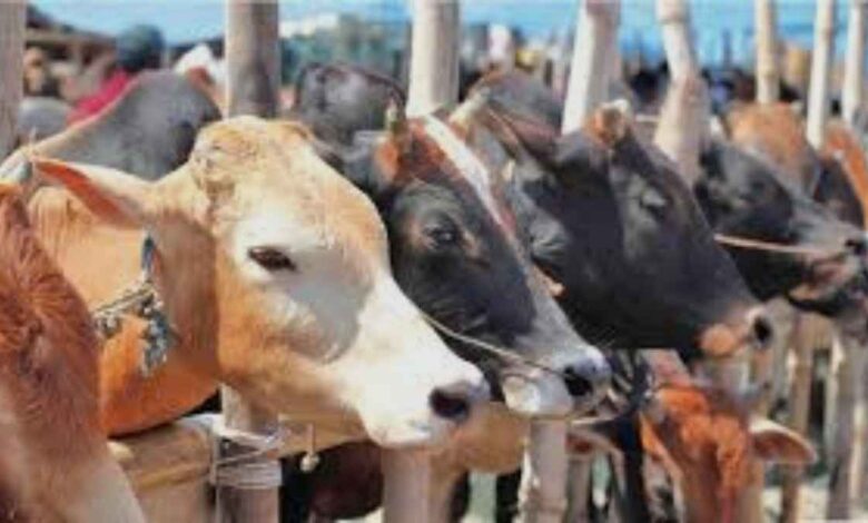 কতটুকু সম্পদ থাকলে কো’রবানি দিতে হয় জেনে নিন