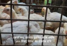 ক্রেতা কম, ব্রয়লার মুরগির কেজি এখন ১৫০ টাকা; ঈদের পর বাজারে স্বস্তি (1)
