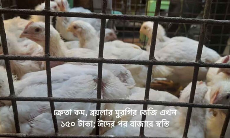 ক্রেতা কম, ব্রয়লার মুরগির কেজি এখন ১৫০ টাকা; ঈদের পর বাজারে স্বস্তি (1)
